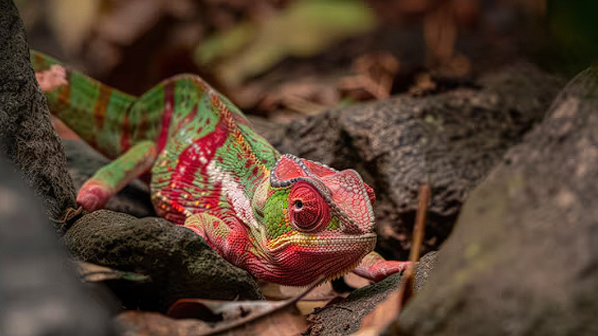 Mundo Reptil